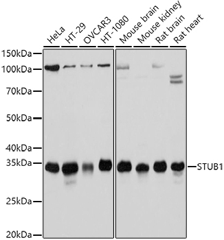 STUB1 Rabbit Polyclonal Antibody