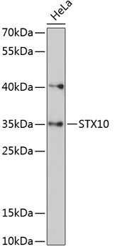 STX10 Rabbit Polyclonal Antibody