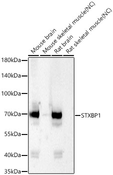 STXBP1 Rabbit Monoclonal Antibody