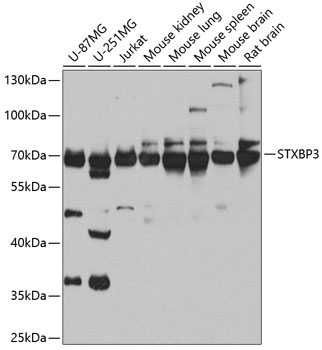 STXBP3 Rabbit Polyclonal Antibody