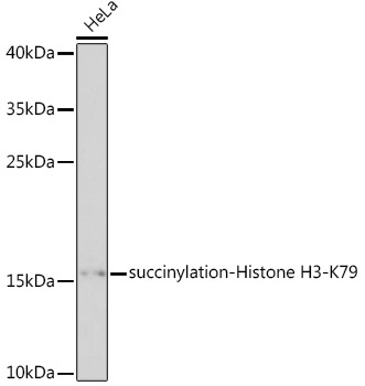succinylation-Histone H3-K79 Rabbit Polyclonal Antibody