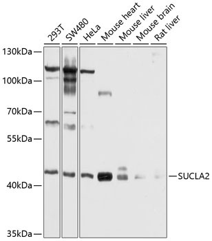 SUCLA2 Rabbit Polyclonal Antibody