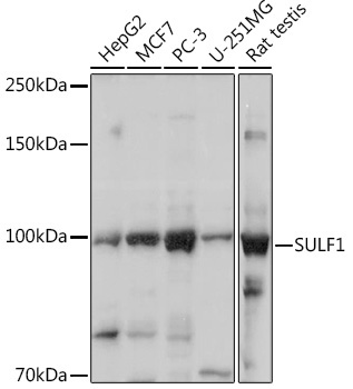 SULF1 Rabbit Polyclonal Antibody