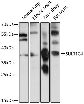 SULT1C4 Rabbit Polyclonal Antibody