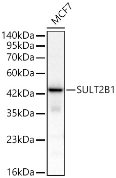 SULT2B1 Rabbit Polyclonal Antibody