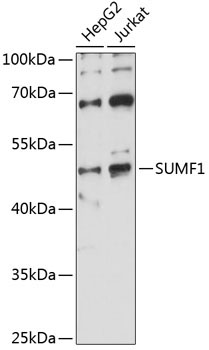 SUMF1 Rabbit Polyclonal Antibody