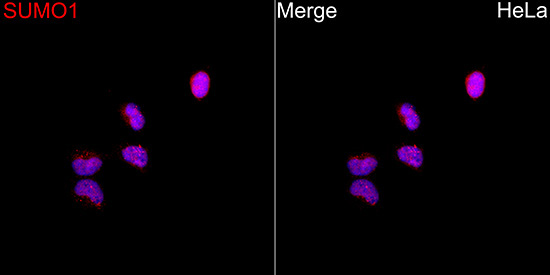 SUMO1 Rabbit Polyclonal Antibody - Image 3