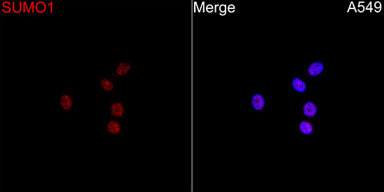 SUMO1 Rabbit Polyclonal Antibody - Image 4