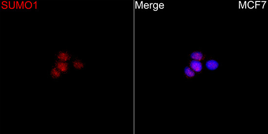 SUMO1 Rabbit Polyclonal Antibody - Image 5
