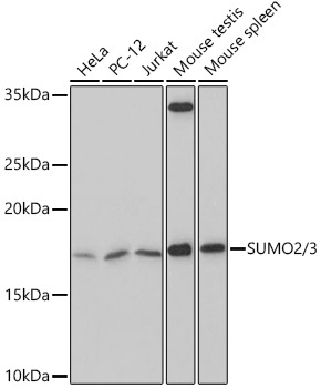 SUMO2/3 Rabbit Monoclonal Antibody