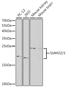 SUMO2/3 Rabbit Polyclonal Antibody