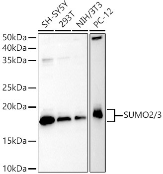 SUMO2/3 Rabbit Polyclonal Antibody