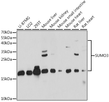 SUMO3 Rabbit Polyclonal Antibody