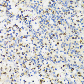 SUMO4 Rabbit Polyclonal Antibody - Image 2