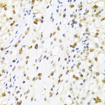 SUMO4 Rabbit Polyclonal Antibody - Image 4