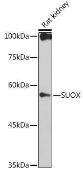 SUOX Rabbit Monoclonal Antibody