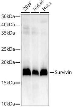 Survivin Rabbit Monoclonal Antibody