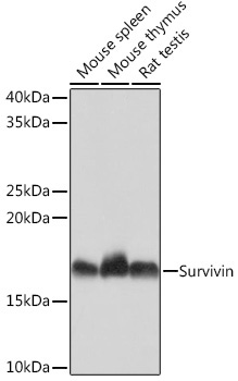 Survivin Rabbit Monoclonal Antibody