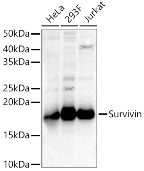 Survivin Rabbit Polyclonal Antibody