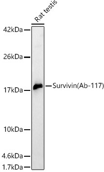Survivin Rabbit Polyclonal Antibody