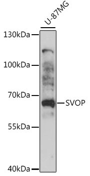 SVOP Rabbit Polyclonal Antibody