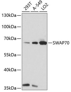 SWAP70 Rabbit Polyclonal Antibody
