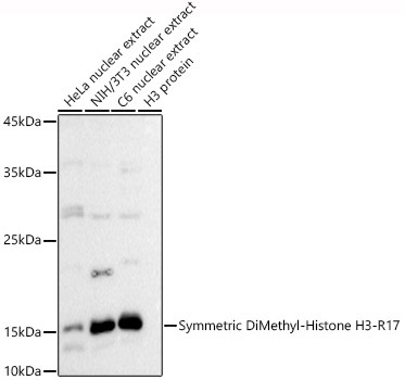 Symmetric DiMethyl-Histone H3-R17 Rabbit Polyclonal Antibody