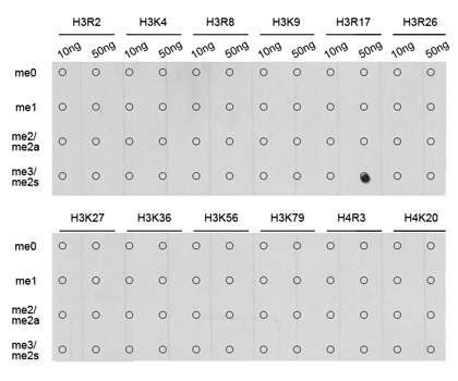 Symmetric DiMethyl-Histone H3-R17 Rabbit Polyclonal Antibody - Image 2