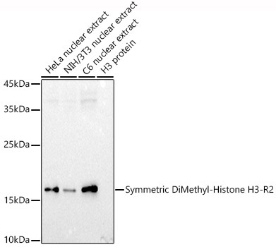 Symmetric DiMethyl-Histone H3-R2 Rabbit Polyclonal Antibody
