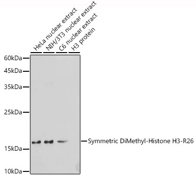 Symmetric DiMethyl-Histone H3-R26 Rabbit Polyclonal Antibody