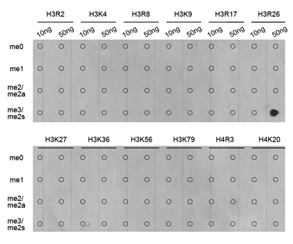 Symmetric DiMethyl-Histone H3-R26 Rabbit Polyclonal Antibody - Image 2
