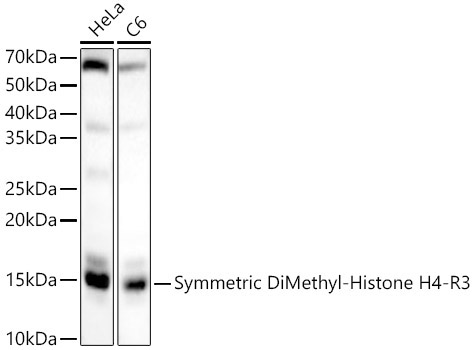 Symmetric DiMethyl-Histone H4-R3 Rabbit Polyclonal Antibody
