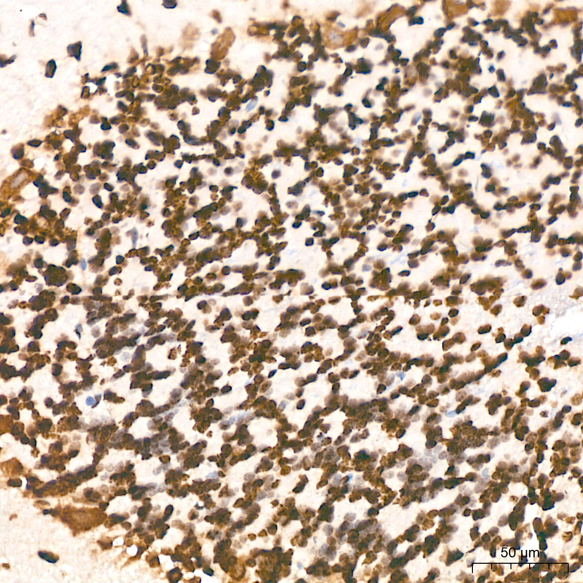 Symmetric DiMethyl-Histone H4-R3 Rabbit Polyclonal Antibody - Image 3