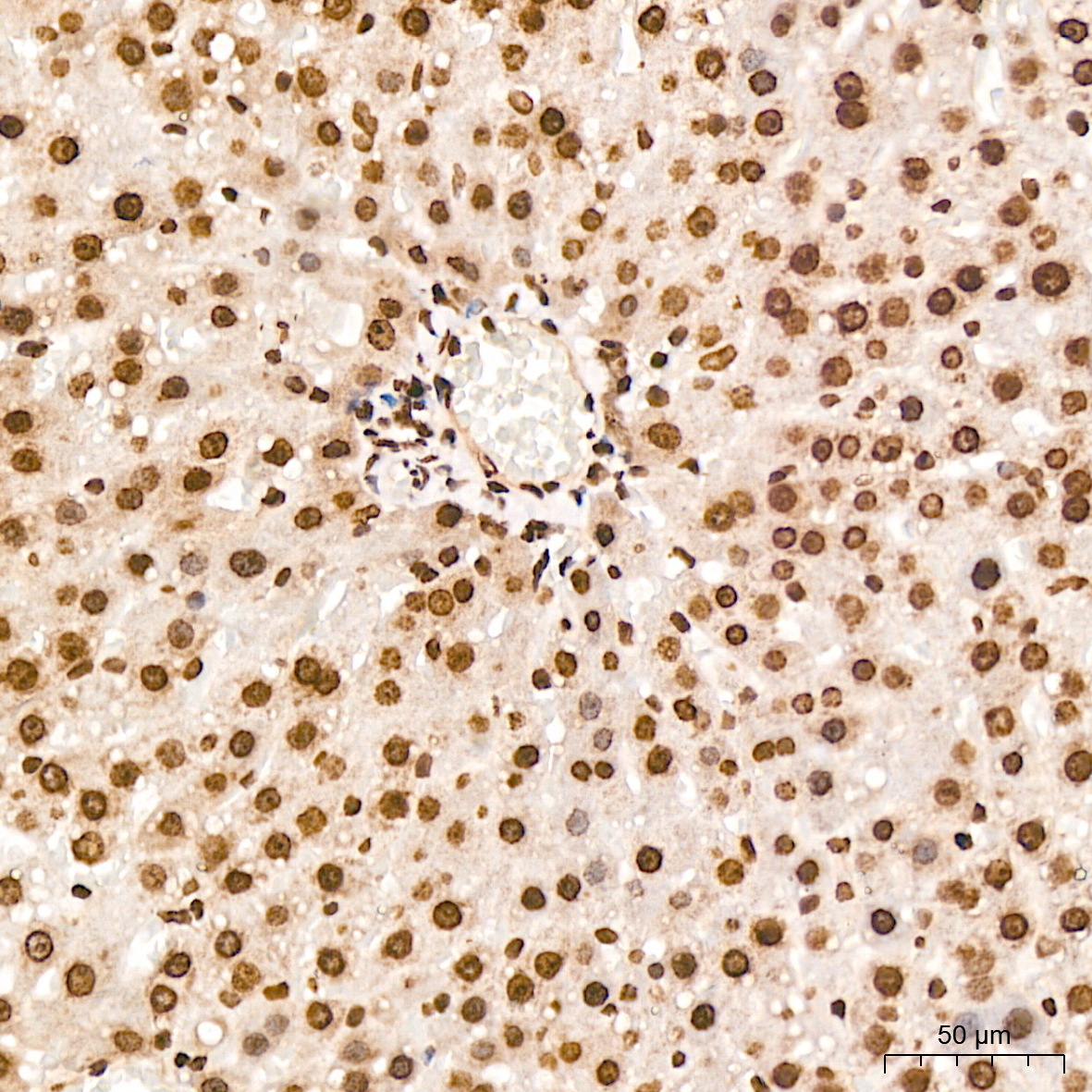 Symmetric DiMethyl-Histone H4-R3 Rabbit Polyclonal Antibody - Image 4