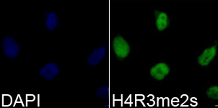 Symmetric DiMethyl-Histone H4-R3 Rabbit Polyclonal Antibody - Image 7