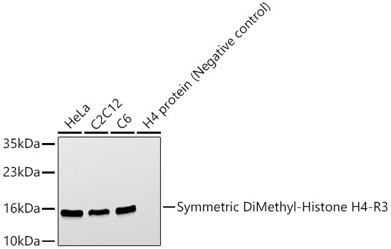 Symmetric DiMethyl-Histone H4-R3 Rabbit Polyclonal Antibody - Image 8