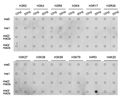 Symmetric DiMethyl-Histone H4-R3 Rabbit Polyclonal Antibody - Image 9