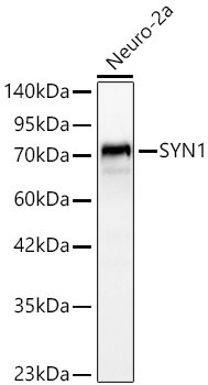 SYN1 Rabbit Polyclonal Antibody