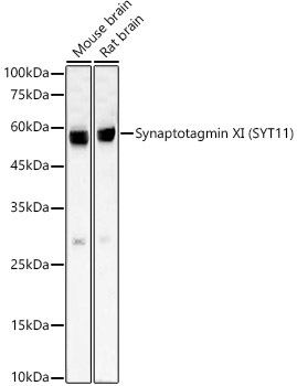 Synaptotagmin XI (SYT11) Rabbit Monoclonal Antibody