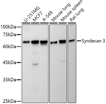 Syndecan 3 Rabbit Monoclonal Antibody