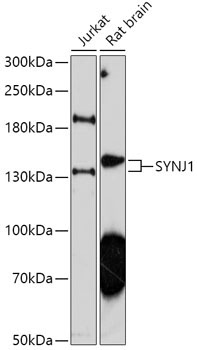 SYNJ1 Rabbit Polyclonal Antibody