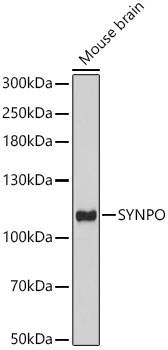 SYNPO Rabbit Polyclonal Antibody