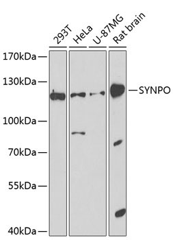 SYNPO Rabbit Polyclonal Antibody