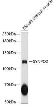 SYNPO2 Rabbit Polyclonal Antibody
