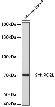 SYNPO2L Rabbit Polyclonal Antibody