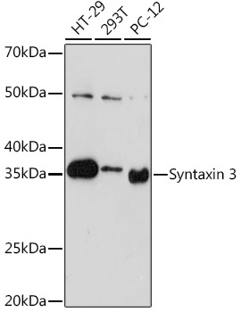 Syntaxin 3 Rabbit Monoclonal Antibody