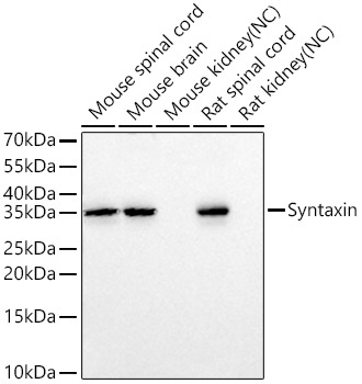 Syntaxin Rabbit Monoclonal Antibody