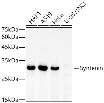 Syntenin Rabbit Monoclonal Antibody