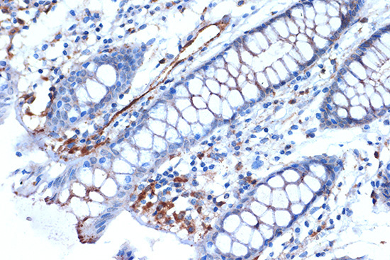 Syntenin Rabbit Monoclonal Antibody - Image 3