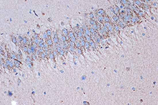 Syntenin Rabbit Monoclonal Antibody - Image 4